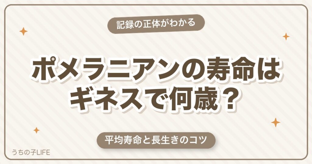 ポメラニアンの寿命はギネスで何歳？平均寿命と長生きのコツ