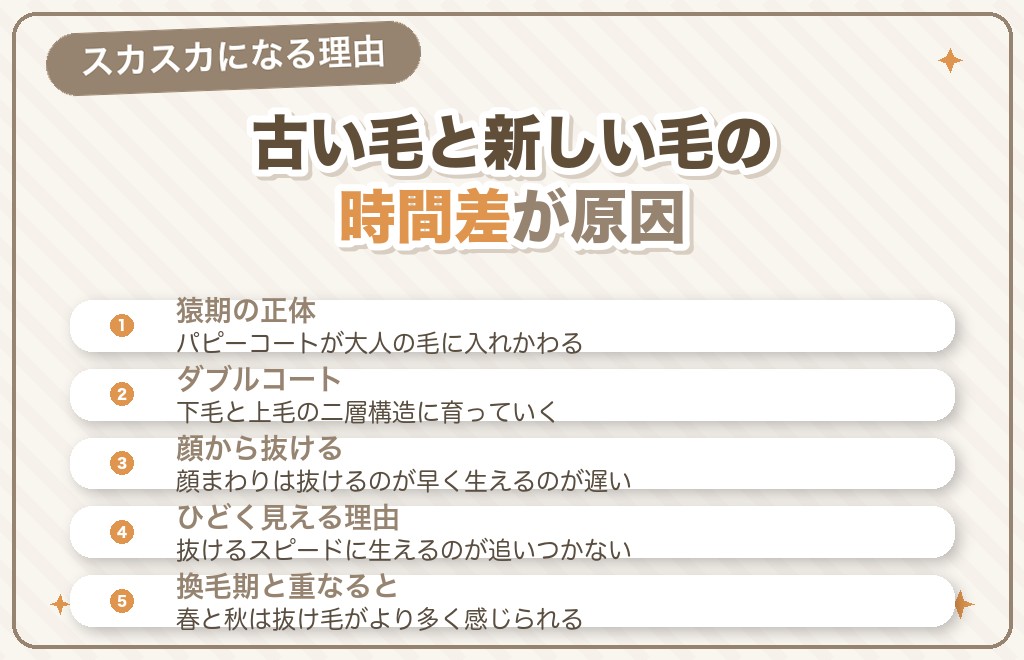 ポメラニアンの猿期とは？なぜ毛がスカスカになるのか
