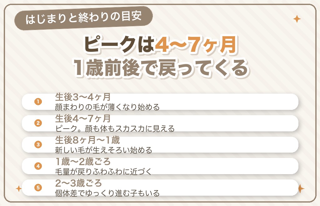 ポメラニアンの猿期はいつからいつまで？ひどい時期のピーク