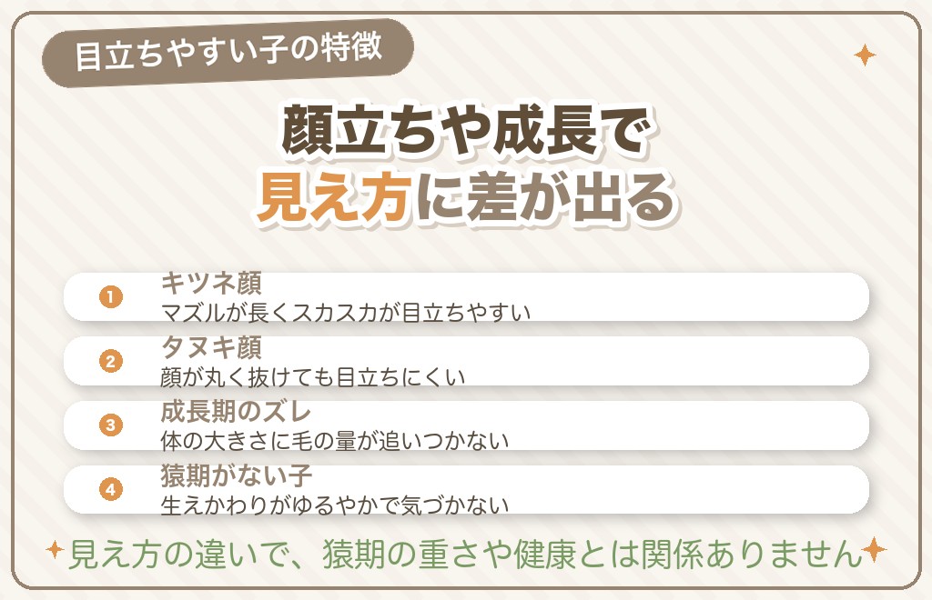 ポメラニアンの猿期がひどく見える子の特徴