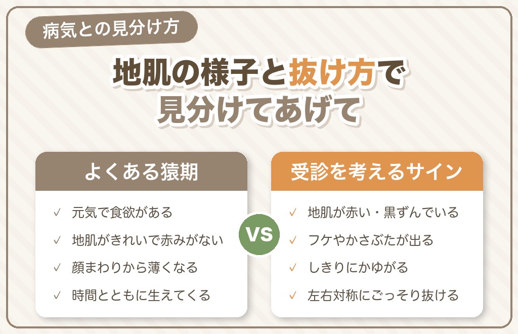 ポメラニアンの猿期と病気の見分け方・受診の目安
