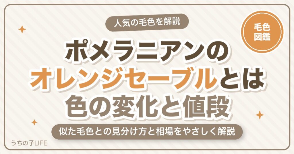 ポメラニアンのオレンジセーブルとは?色の変化・見分け方・値段を解説