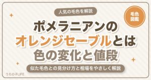 ポメラニアンのオレンジセーブルとは?色の変化・見分け方・値段を解説