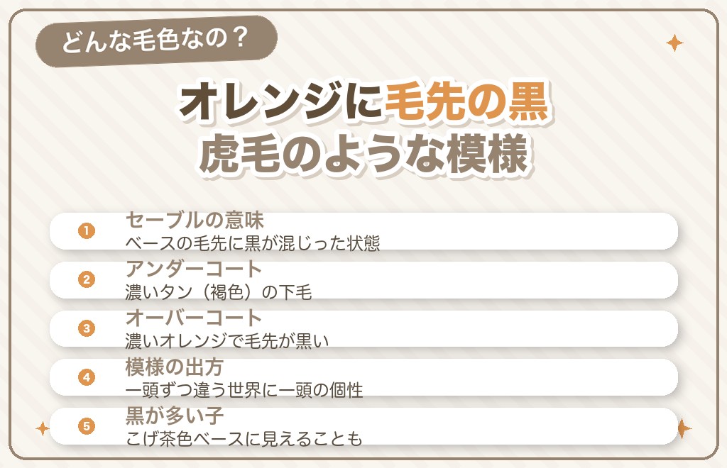 ポメラニアンのオレンジセーブルとは?