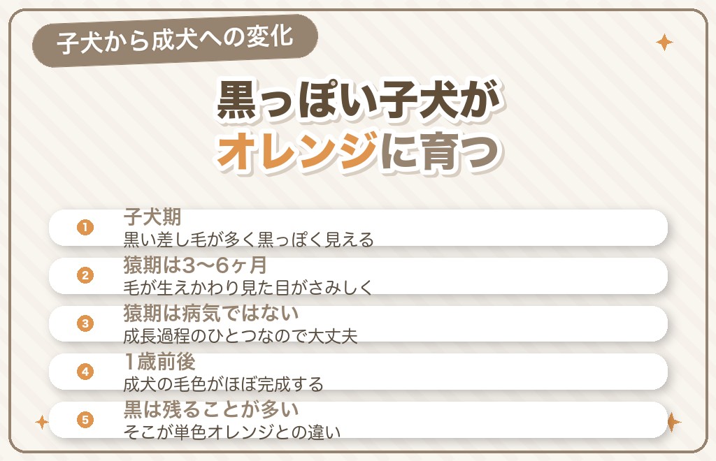 オレンジセーブルの色の変化