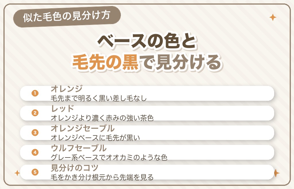 オレンジセーブルと似た毛色との違い・見分け方
