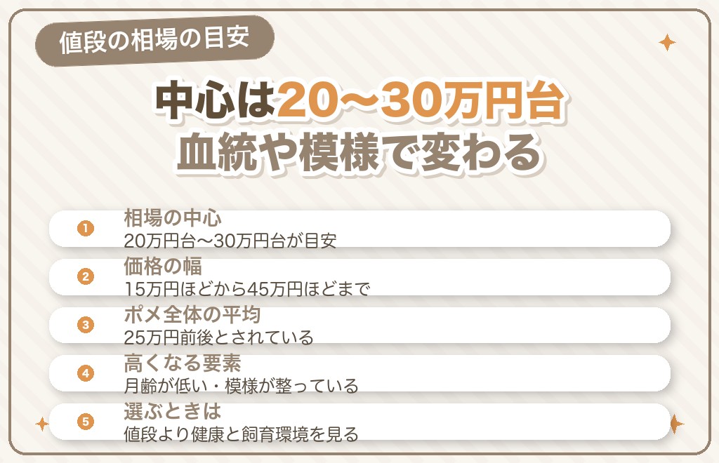 オレンジセーブルのポメラニアンの値段の相場