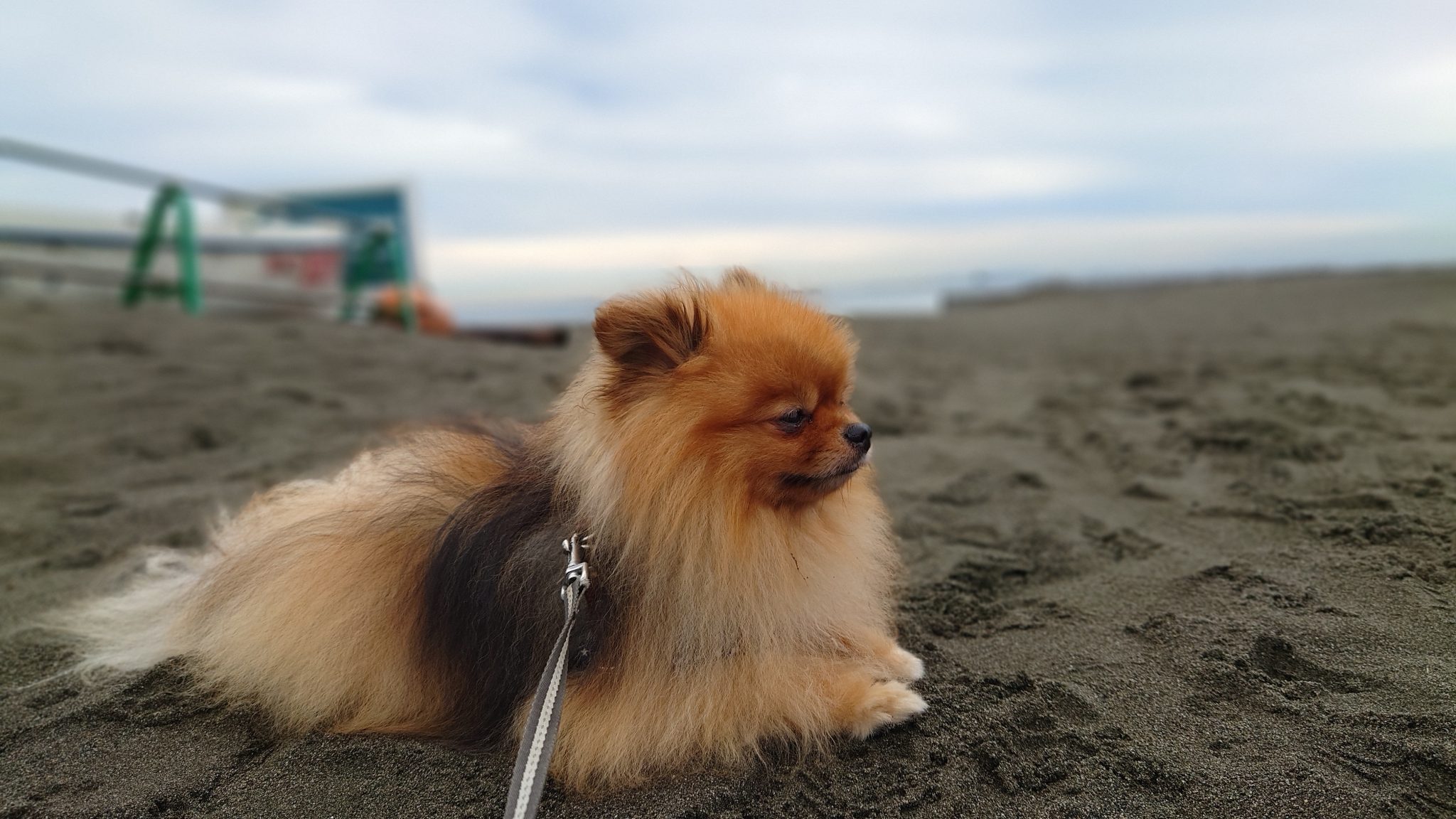 ポメラニアンを飼うんじゃなかった?後悔する理由と対処法・向いている人