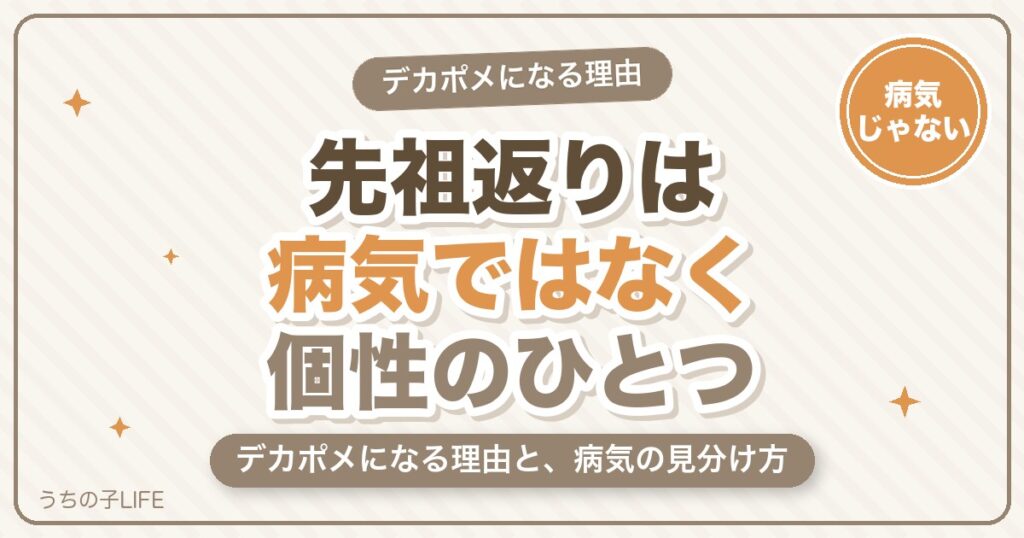 ポメラニアンの先祖返りとは?デカポメになる理由と病気の見分け方