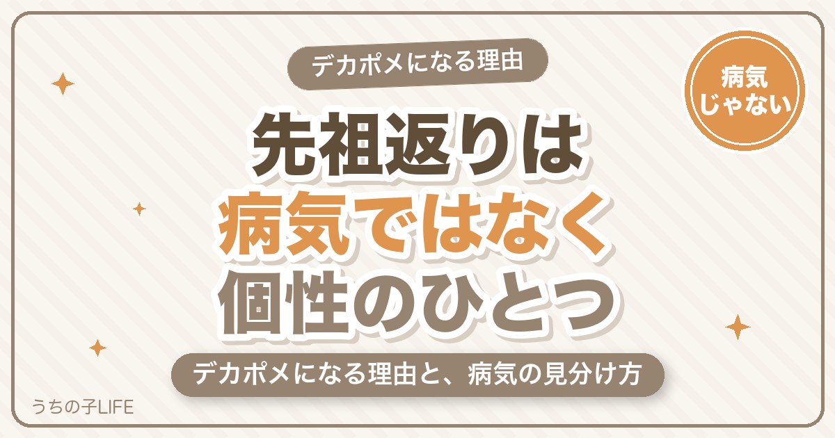 ポメラニアンの先祖返りとは?デカポメになる理由と病気の見分け方