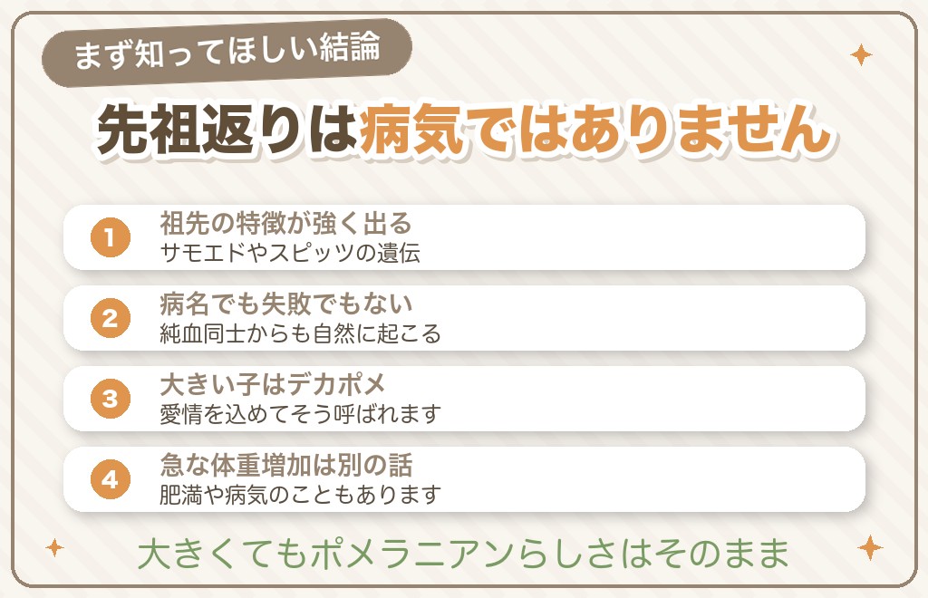 ポメラニアンの先祖返りとは?まず知ってほしい結論