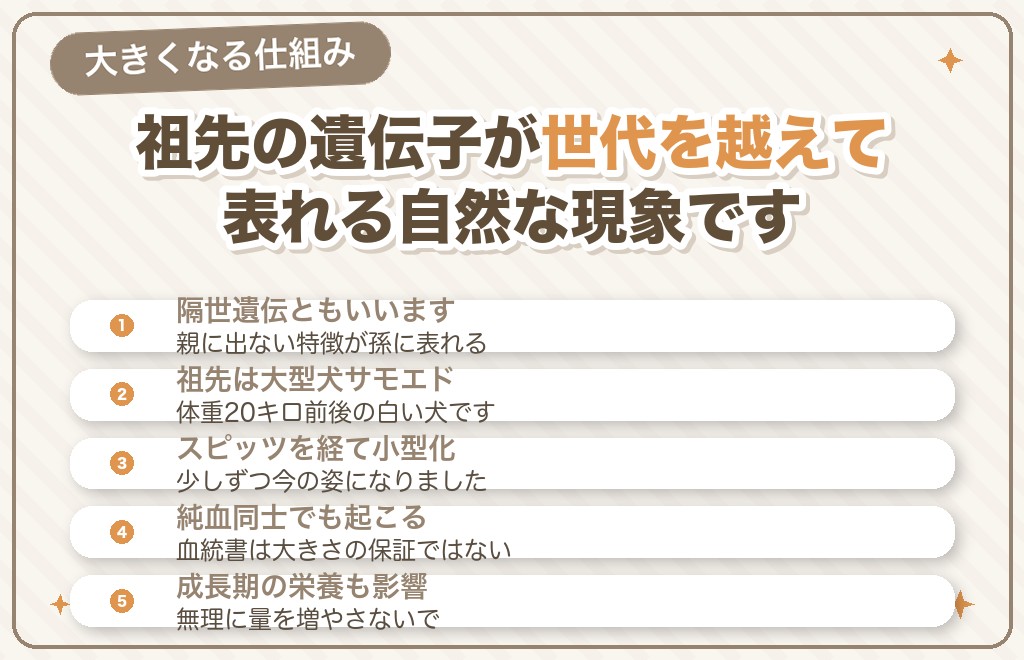 ポメラニアンの先祖返りでデカポメが生まれる仕組み