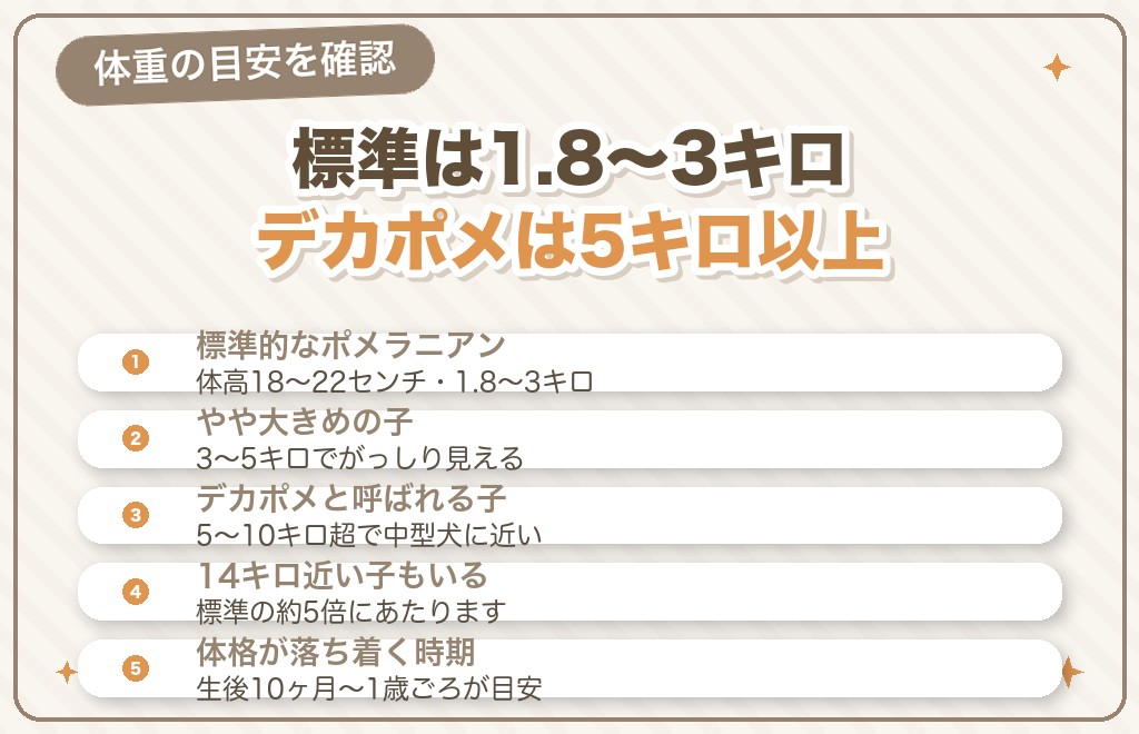 先祖返りしたポメラニアンはどのくらい大きくなる?