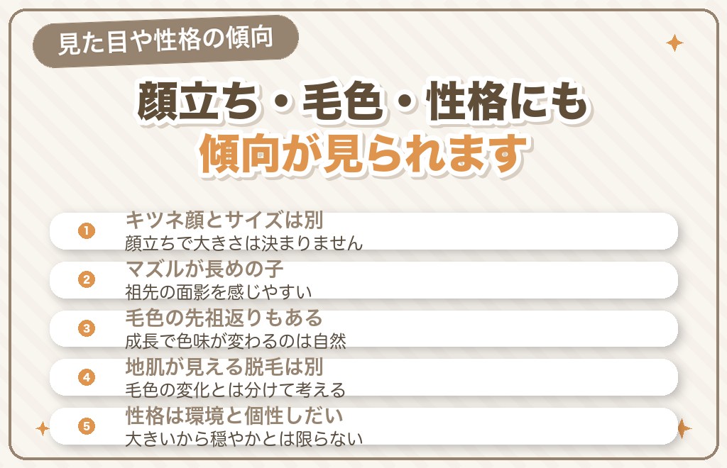 先祖返りしやすいポメラニアンの特徴
