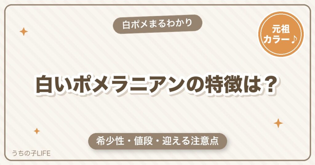 白いポメラニアン（ホワイト）の特徴は？希少性・値段と迎えるときの注意点