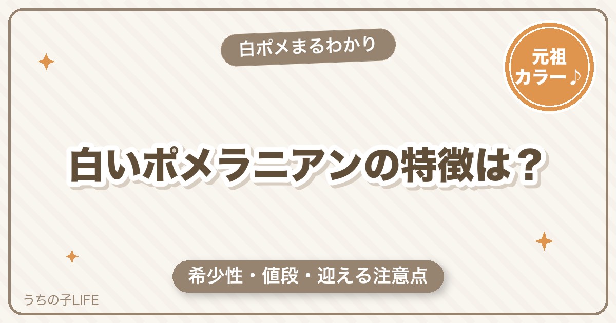 白いポメラニアン（ホワイト）の特徴は？希少性・値段と迎えるときの注意点