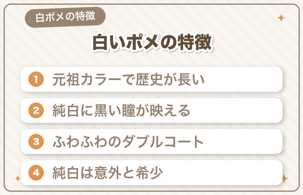 白いポメラニアン（ホワイト）とは？特徴とルーツ