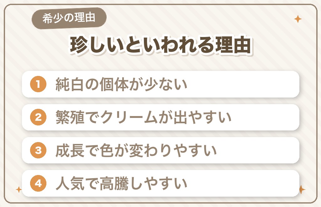 白いポメラニアンは珍しい？希少といわれる理由