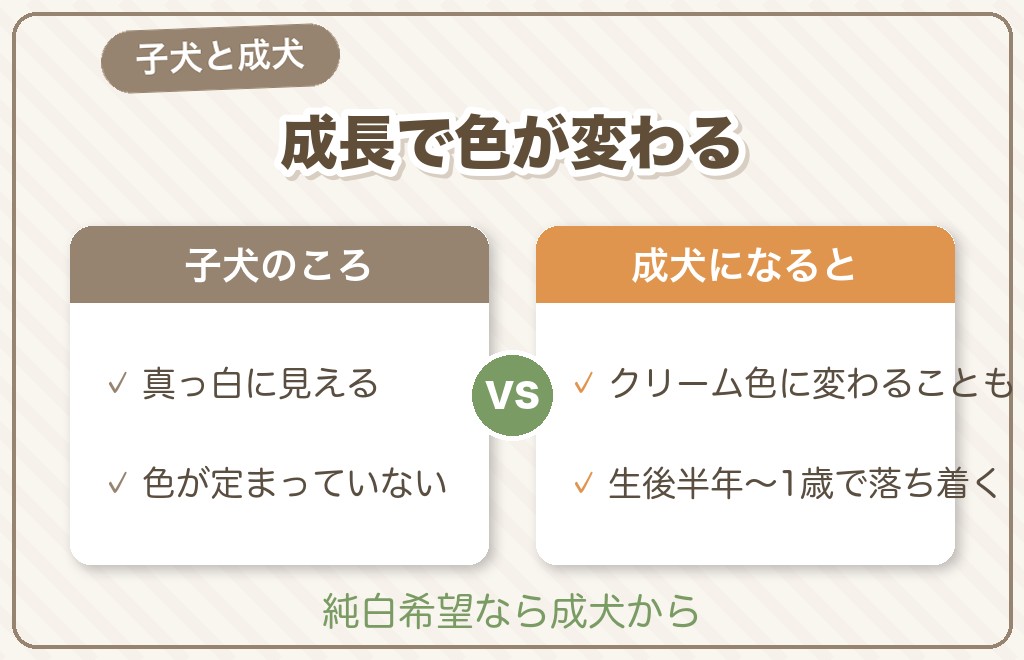 白いポメラニアンは成長で色が変わる？
