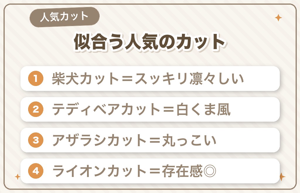 白いポメラニアンに似合う人気のカット
