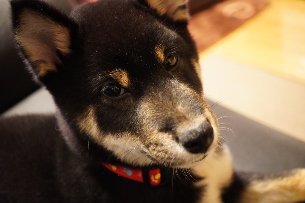 柴犬の抜け毛はいつまで？換毛期の時期と量・自宅でできる対策