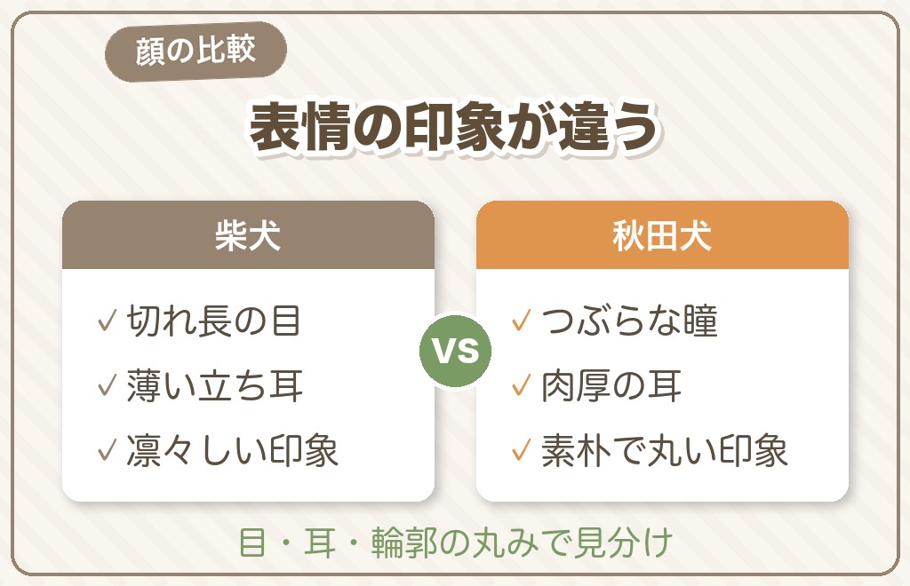 柴犬と秋田犬の顔・見た目・毛色の違い