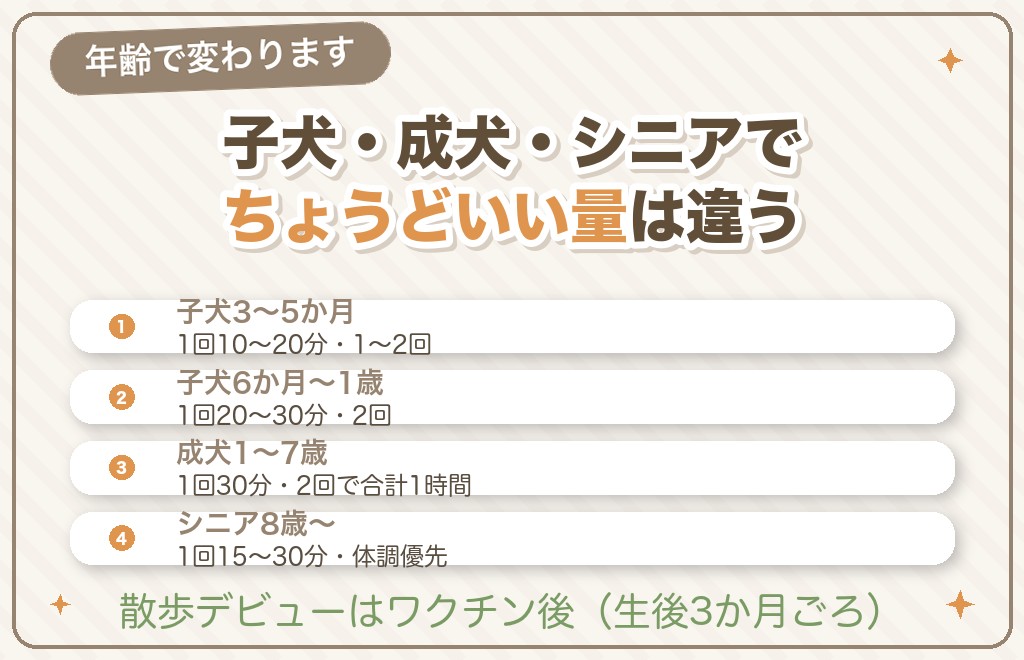 柴犬の散歩は年齢で変わる(子犬・成犬・シニア)