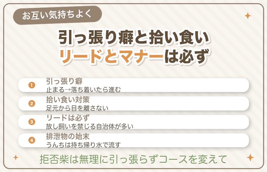 柴犬の散歩の注意点とマナー