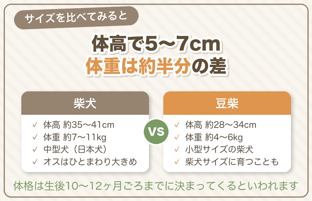 柴犬と豆柴の大きさの違い