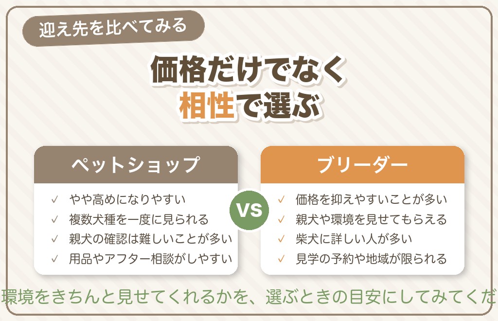 柴犬をどこで迎える？ペットショップとブリーダーの費用と選び方