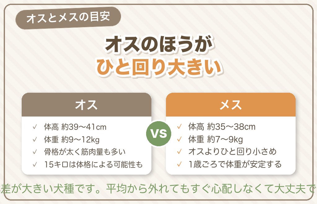 柴犬の平均体重・標準サイズ