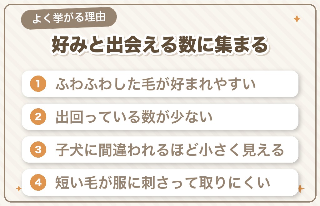スムースチワワが人気ないと言われる7つの理由