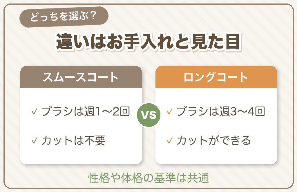 スムースチワワとロングコートチワワの違いを比較表で確認