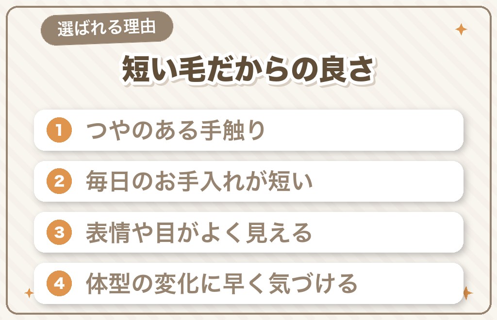 人気ないと言われても選ばれるスムースチワワの5つの魅力