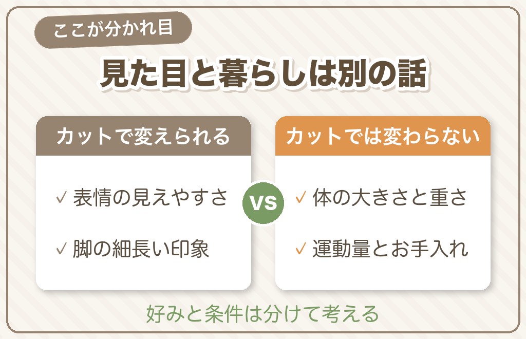 スタンダードプードルの印象はカットで変わる？変えられることと変えられないこと
