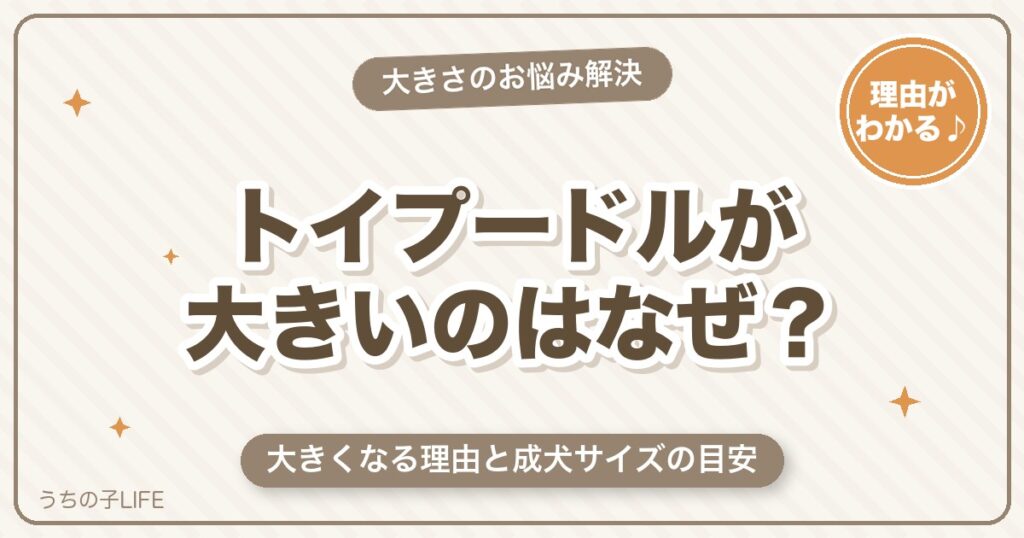 トイプードルが大きいのはなぜ？大きくなる理由と成犬サイズの目安