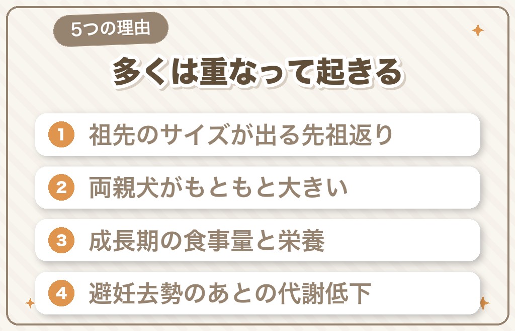 トイプードルが大きい子になる5つの理由
