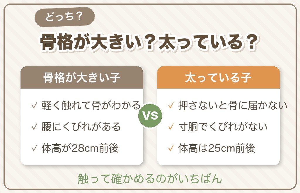 大きいトイプードルのメリットと注意したいこと