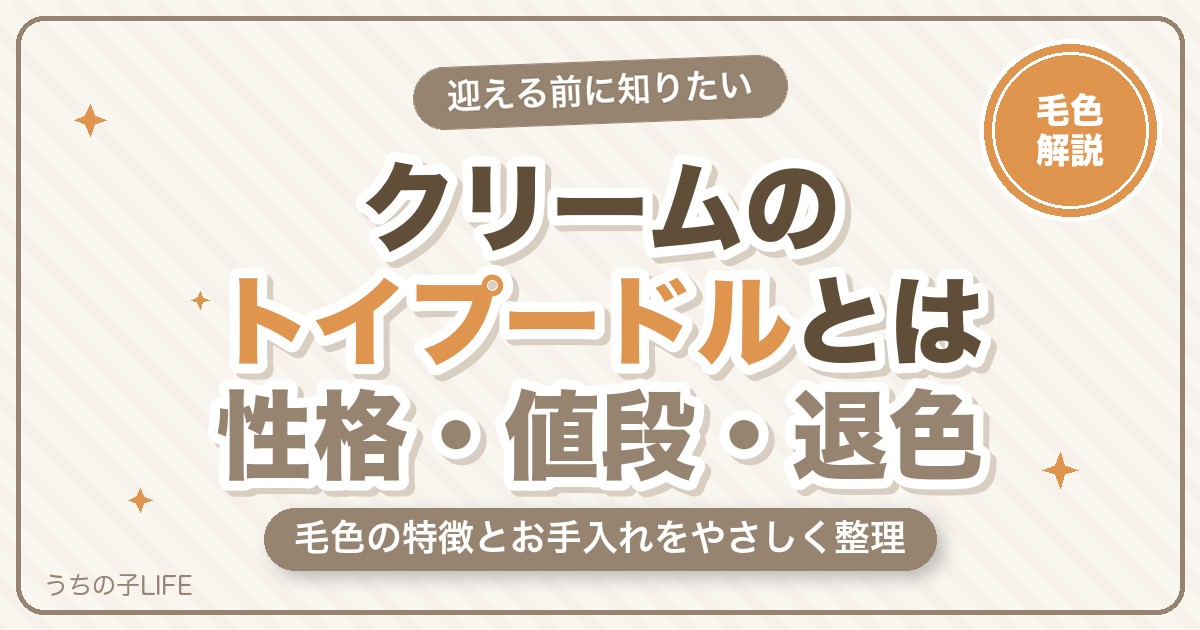 クリームのトイプードルとは?性格・値段の相場・退色をやさしく解説