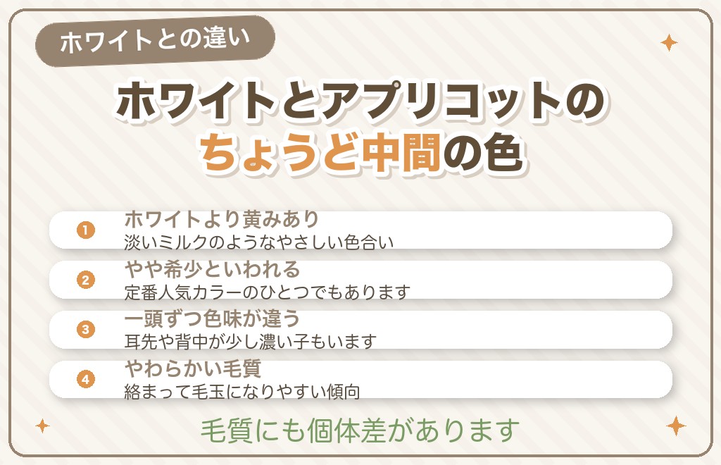 クリームのトイプードルはどんな毛色?ホワイトとの違いと珍しさ