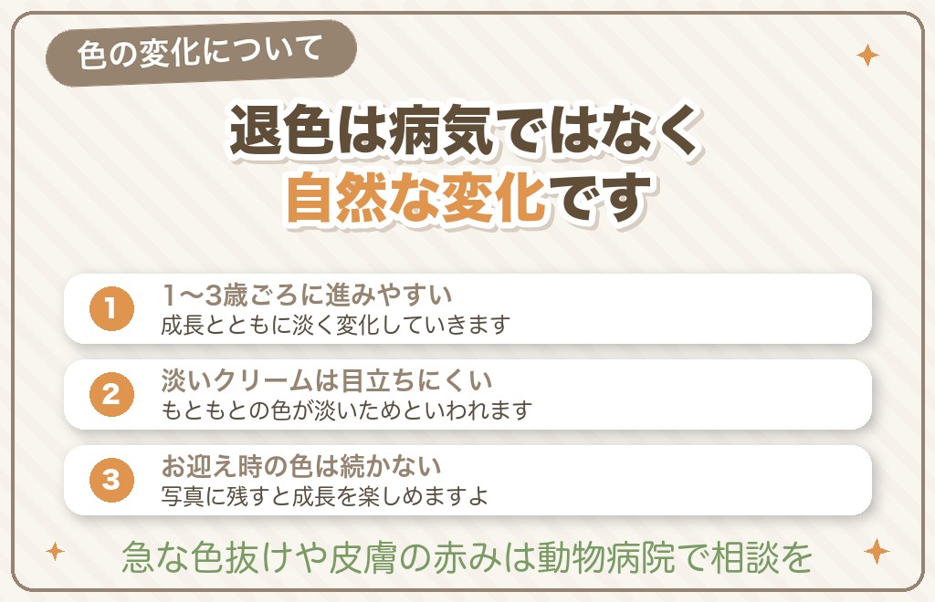 クリームのトイプードルは「退色」する?お迎え時と色が変わることも