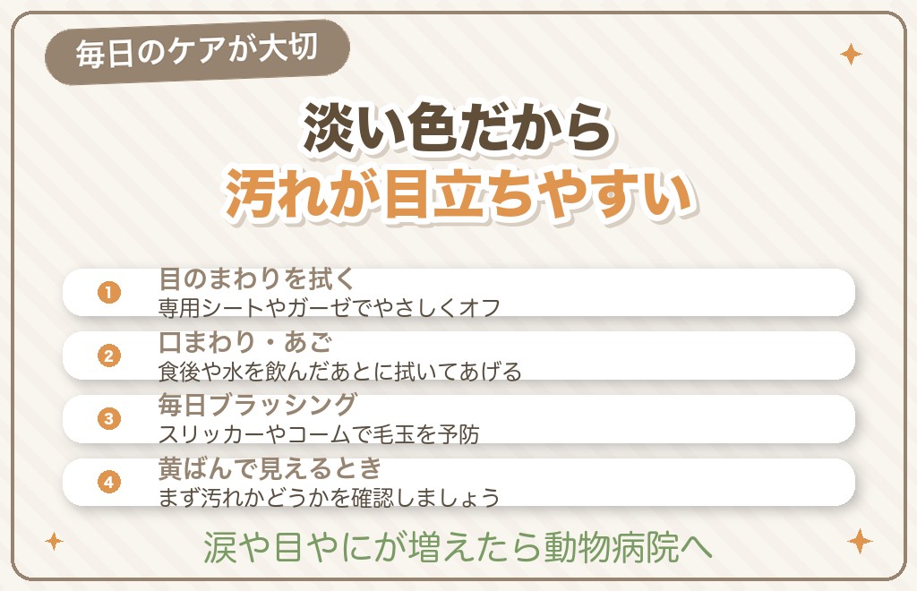 クリームのトイプードルのお手入れとケア