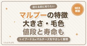 マルプー(トイプードル×マルチーズ)の特徴は？大きさ・毛色・値段・寿命