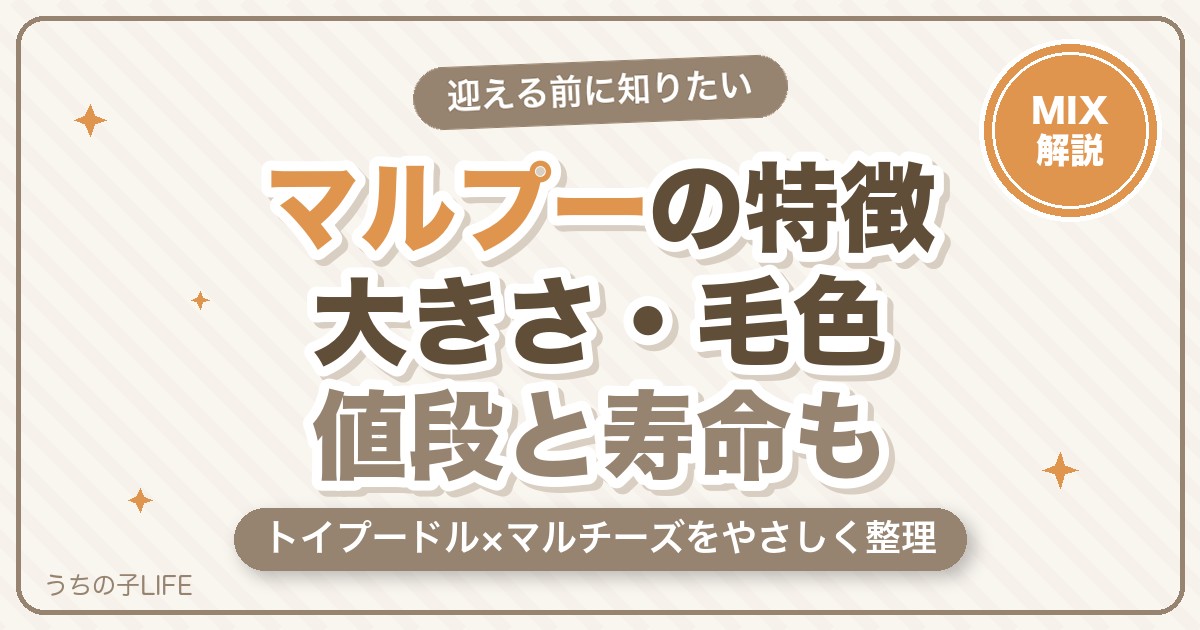 マルプー(トイプードル×マルチーズ)の特徴は？大きさ・毛色・値段・寿命