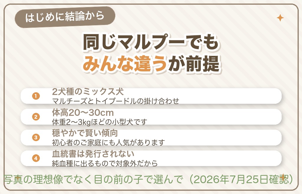 マルプー（トイプードル×マルチーズ）ってどんな犬？結論から
