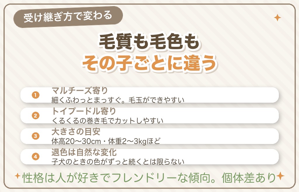 マルプーの特徴｜被毛・大きさ・毛色・性格