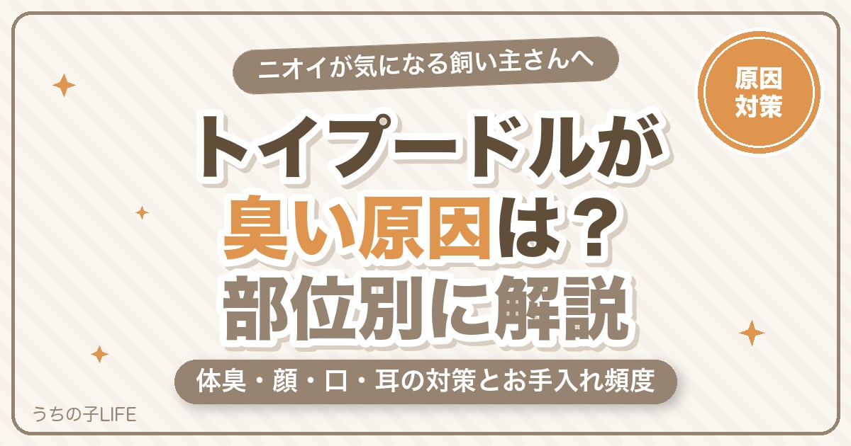 トイプードルが臭い原因は？体臭・顔・口・耳の対策とお手入れ頻度をやさしく解説