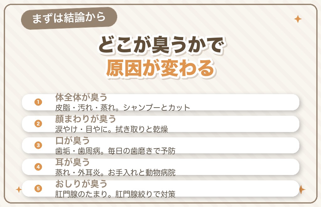 トイプードルの臭いの原因と対策は？まず結論から