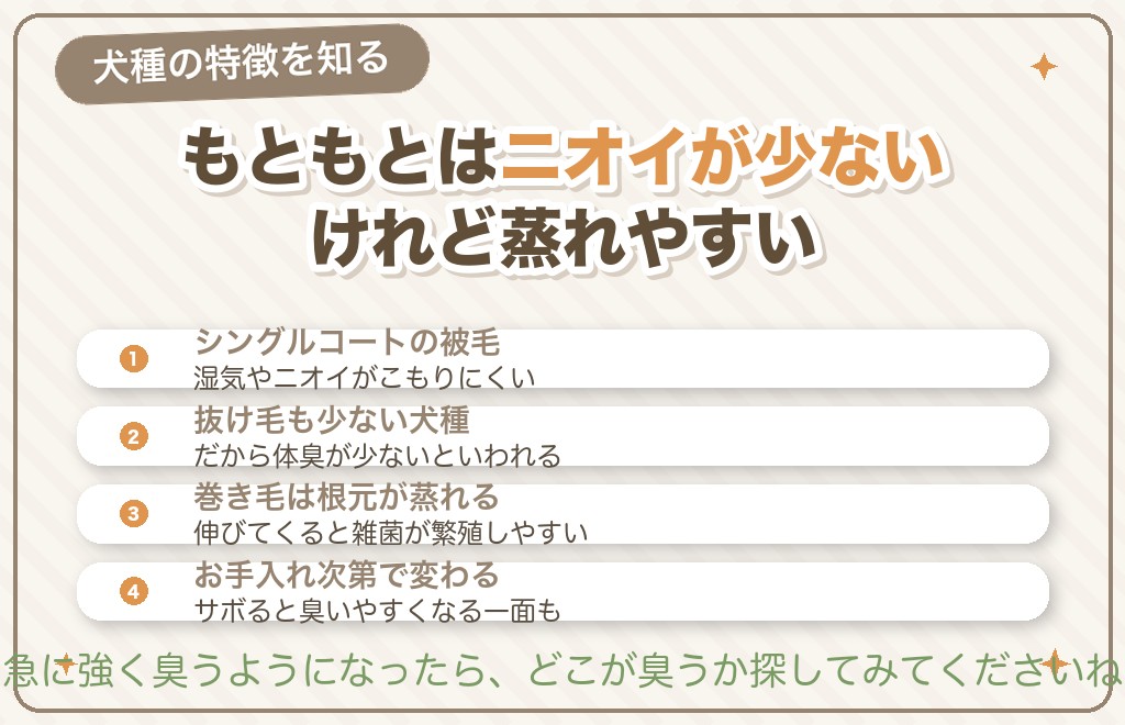 トイプードルは体臭が少ないって本当？