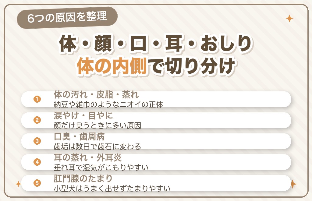 トイプードルが臭う原因【部位・タイプ別】
